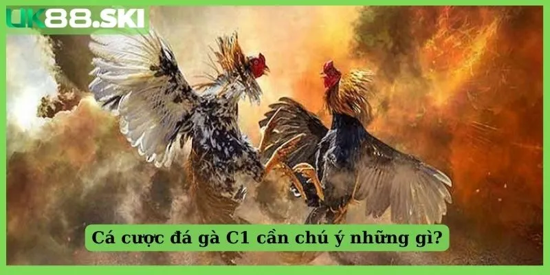 Cá cược gà chọi C1 cần chú ý những gì?