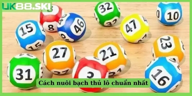 Cách nuôi bạch thủ lô dễ chơi dễ thắng