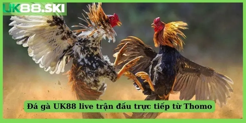 Đá gà UK88 live trận đấu trực tiếp từ Thomo