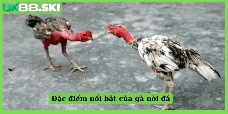 Đặc điểm nổi bật của gà nòi đá