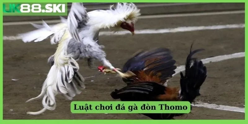 Luật chơi đá gà Thomo