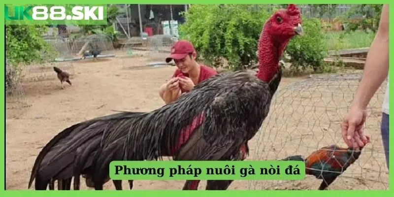 Phương pháp nuôi gà nòi hiệu quả từ kê thủ lão làng