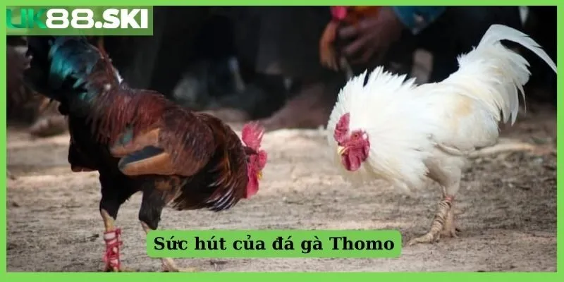 Sức hút của đá gà Thomo