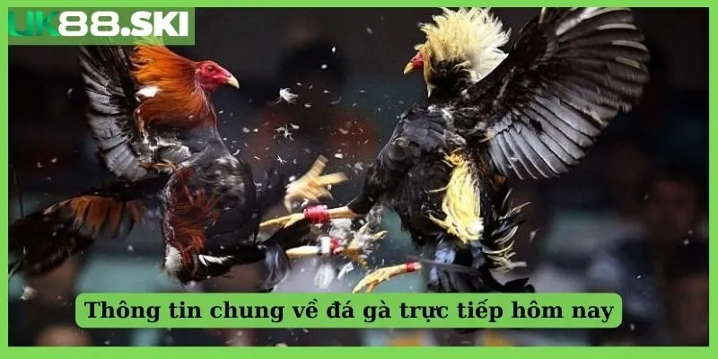 Thông tin chung về đá gà trực tiếp hôm nay