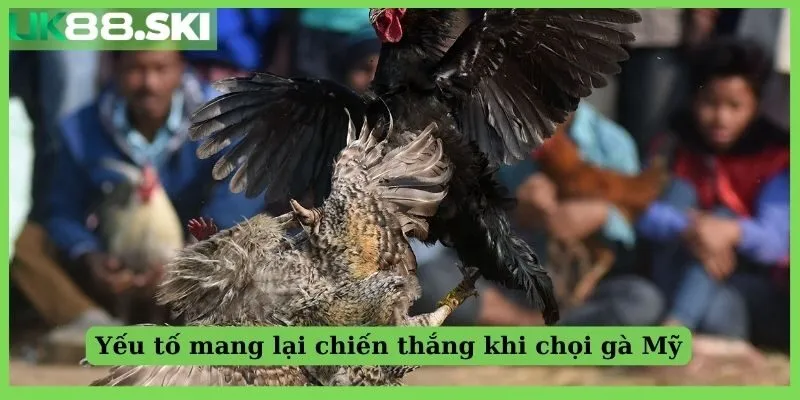 Yếu tố mang lại chiến thắng khi chọi gà Mỹ